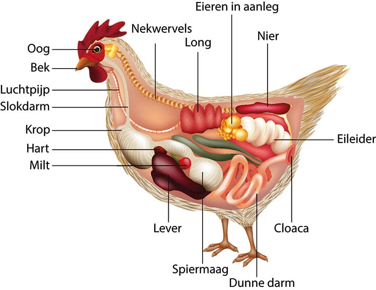 Stap hypothese Hen Van snavel tot kont